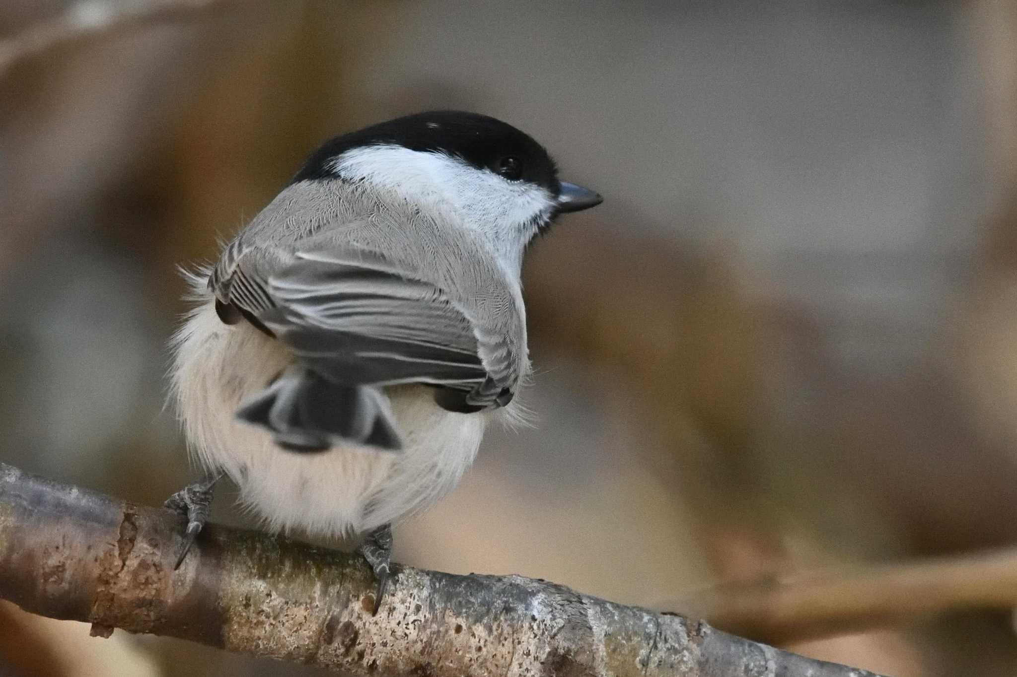 北大研究林(北海道大学苫小牧研究林) ハシブトガラの写真 by Masa