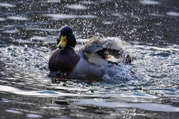 マガモ 北大研究林(北海道大学苫小牧研究林) 2021年1月11日(月)