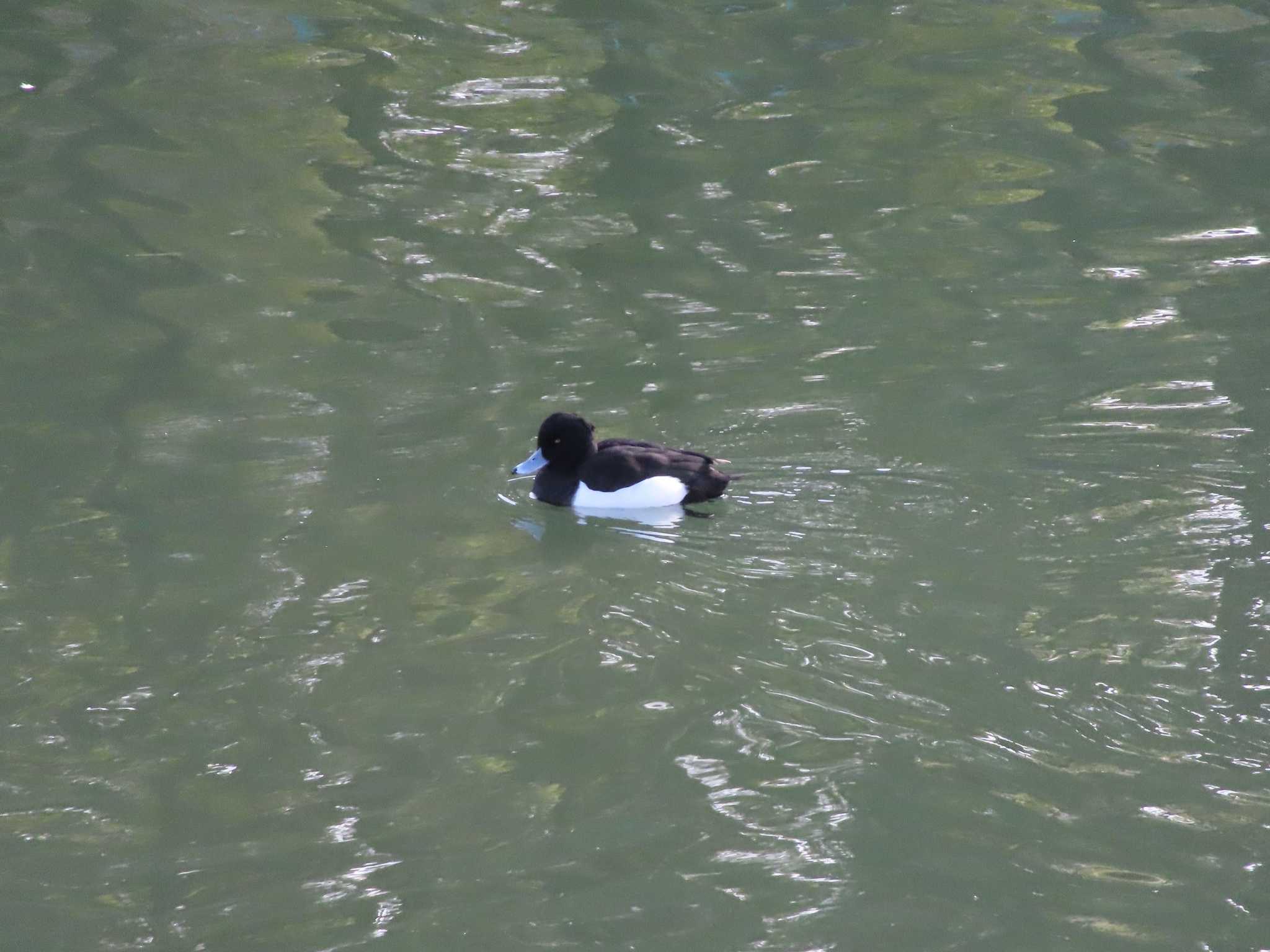 名城公園 キンクロハジロの写真 by ともころりん