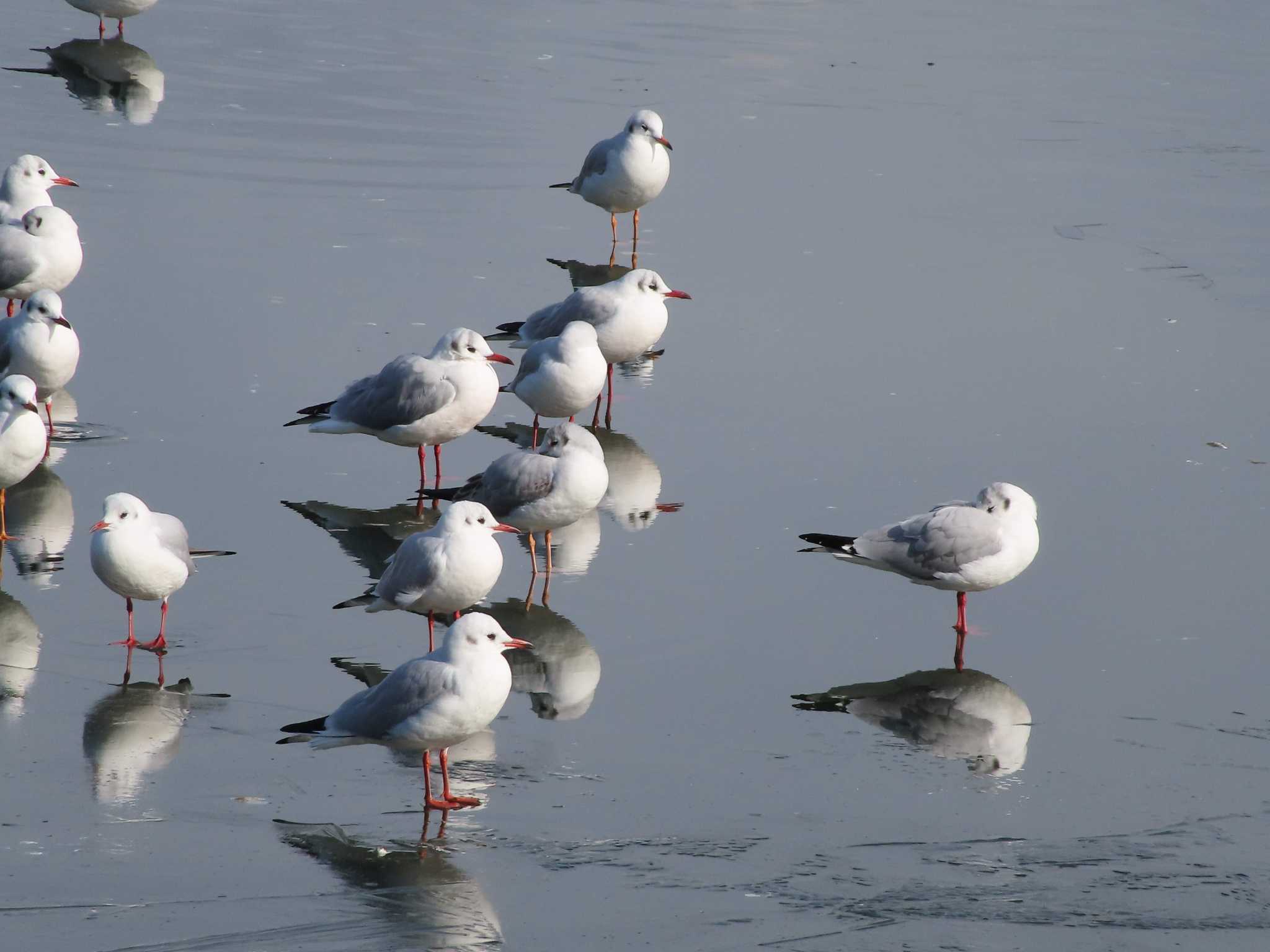 ユリカモメ