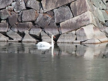 コブハクチョウ 名城公園 2021年1月11日(月)