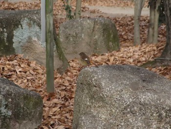 ジョウビタキ 名城公園 2021年1月11日(月)