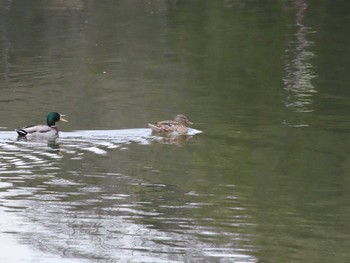 Mon, 1/11/2021 Birding report at 庄内緑地公園