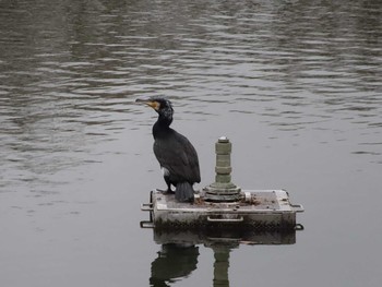 カワウ 庄内緑地公園 2021年1月11日(月)