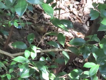 Chinese Bamboo Partridge 海上の森 Sun, 1/10/2021