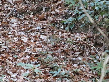 2021年1月10日(日) 海上の森の野鳥観察記録