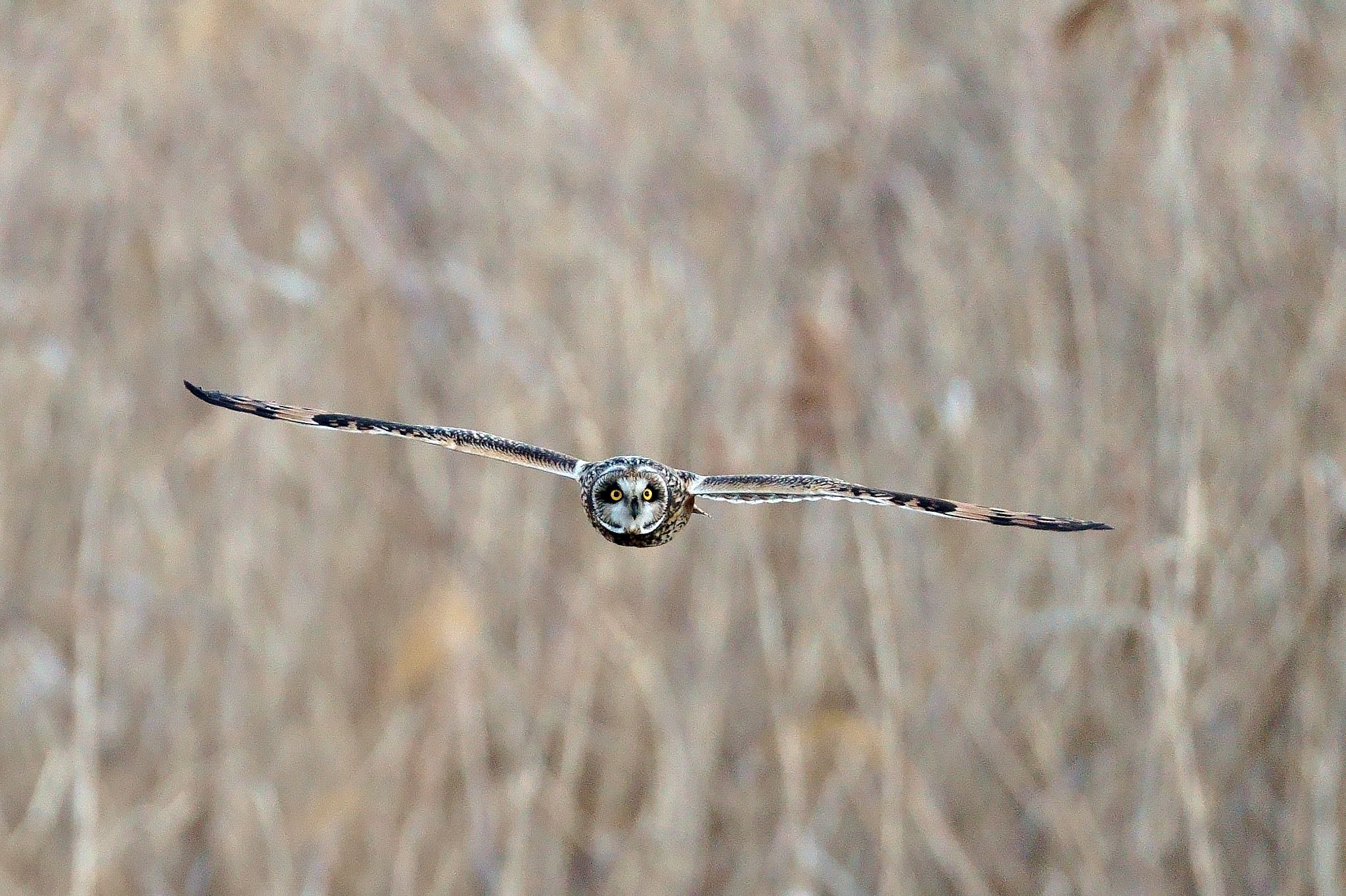 渡良瀬遊水地 コミミズクの写真 by はるる