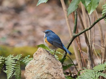 Red-flanked Bluetail 再度山 Mon, 1/11/2021