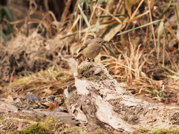 Daurian Redstart 再度山 Mon, 1/11/2021