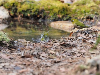 Warbling White-eye 再度山 Mon, 1/11/2021