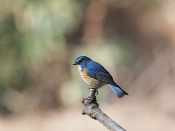 Red-flanked Bluetail 再度山 Mon, 1/11/2021
