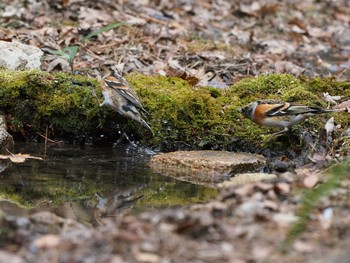 Brambling 再度山 Mon, 1/11/2021