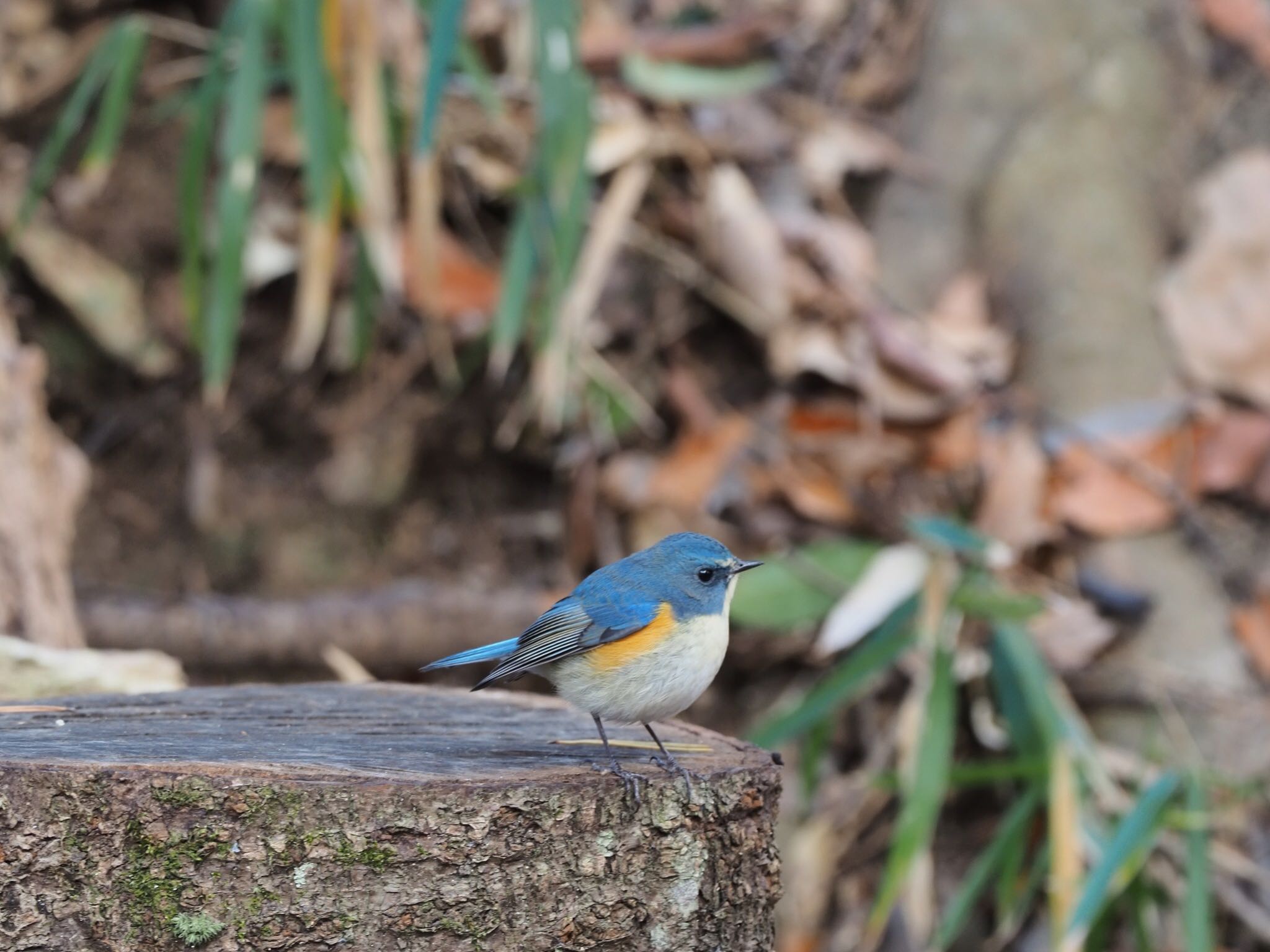 Photo of Red-flanked Bluetail at 再度山 by speedgame