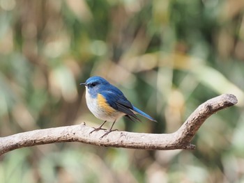 Red-flanked Bluetail 再度山 Mon, 1/11/2021