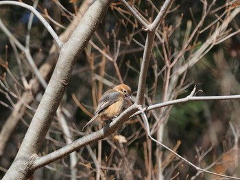 Bull-headed Shrike 再度山 Mon, 1/11/2021