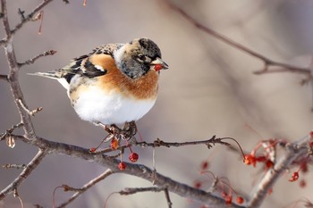 Brambling 栃木県 Mon, 1/11/2021