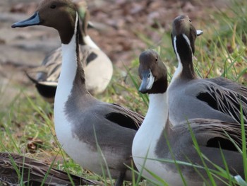 Northern Pintail 岡山旭川 Mon, 1/11/2021