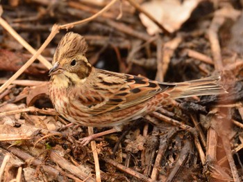 Mon, 1/11/2021 Birding report at Kitamoto Nature Observation Park