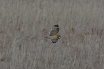 2021年1月11日(月) 渡良瀬遊水地の野鳥観察記録