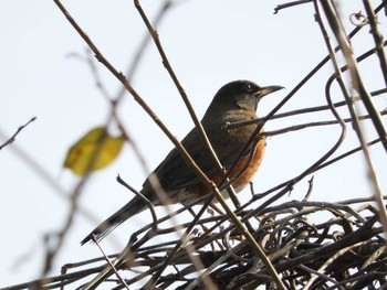 Brown-headed Thrush 奈良市水上池 Sun, 1/3/2021