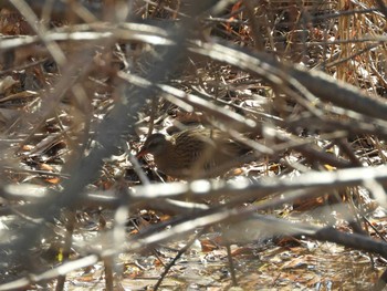 Brown-cheeked Rail 平城宮跡 Sat, 1/9/2021