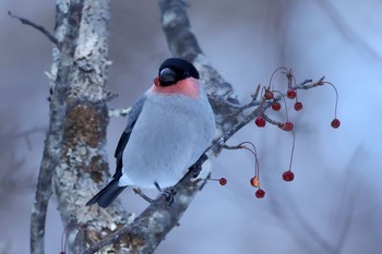 Eurasian Bullfinch 栃木県 Mon, 1/11/2021