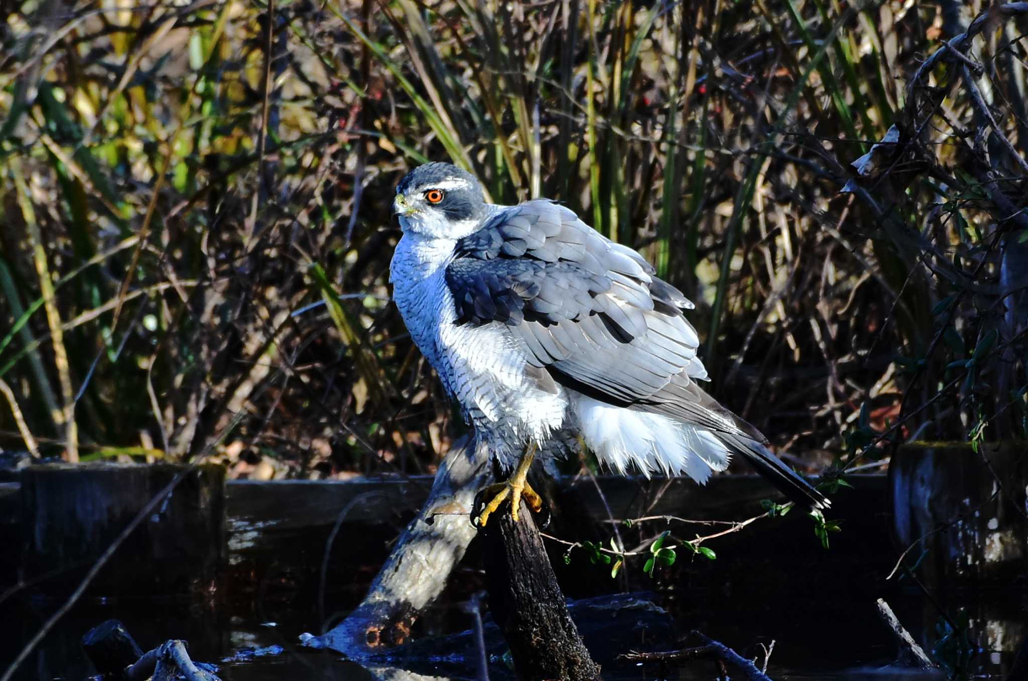 石神井公園 オオタカの写真 by お気楽探鳥家