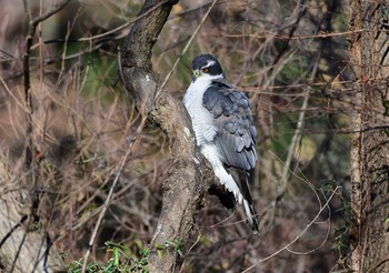 Eurasian Goshawk Shakujii Park Mon, 1/4/2021