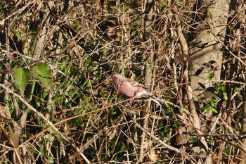 Siberian Long-tailed Rosefinch Asaba Biotope Sun, 12/11/2016