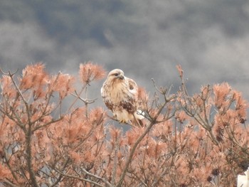 2021年1月11日(月) 波崎・銚子の野鳥観察記録