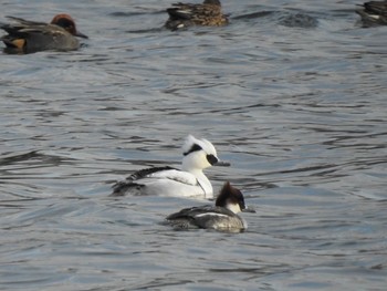 2021年1月11日(月) 神之池緑地公園の野鳥観察記録