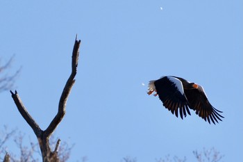 Steller's Sea Eagle 栃木県 Mon, 1/11/2021