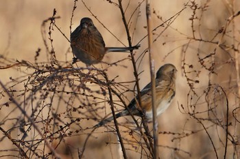 Siberian Long-tailed Rosefinch Asaba Biotope Sun, 12/11/2016