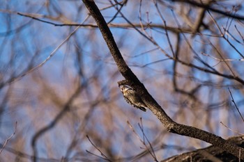 コゲラ 北本自然観察公園 2021年1月10日(日)