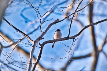 エナガ 北本自然観察公園 2021年1月10日(日)