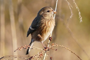 Siberian Long-tailed Rosefinch Asaba Biotope Sun, 12/11/2016