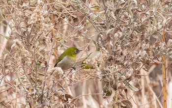 Warbling White-eye Sambanze Tideland Mon, 1/11/2021