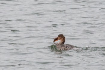 ウミアイサ ふなばし三番瀬海浜公園 2021年1月11日(月)