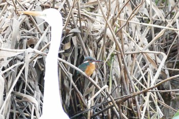 Common Kingfisher Asaba Biotope Sun, 12/11/2016