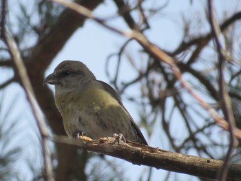 Red Crossbill Unknown Spots Tue, 1/5/2021