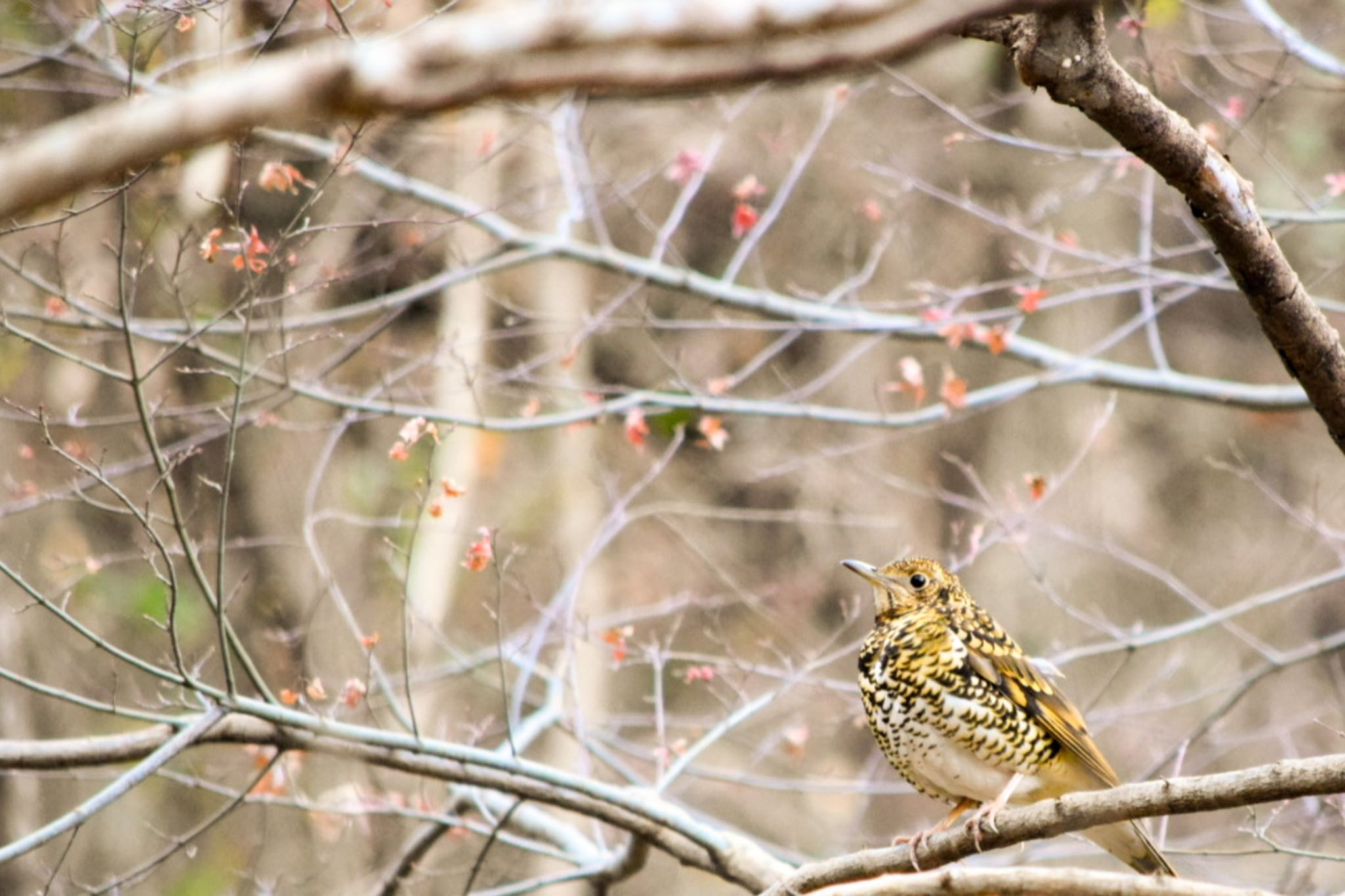 秩父ミューズパーク トラツグミの写真 by naturedrop