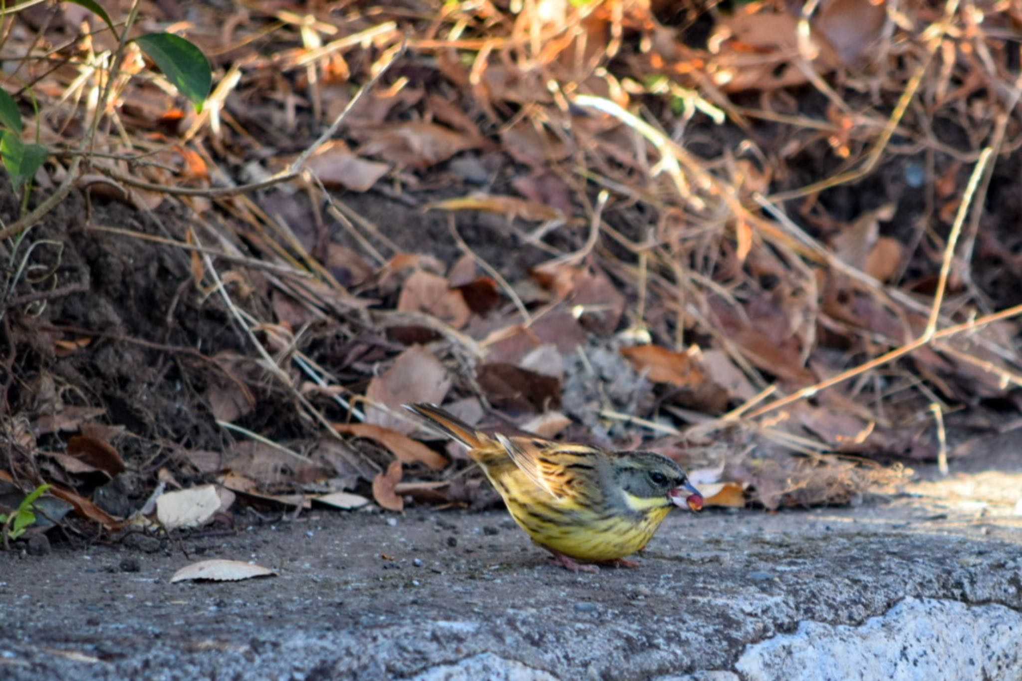 Photo of Masked Bunting at 善福寺公園 by naturedrop