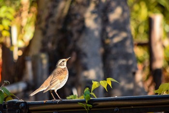 Dusky Thrush 善福寺公園 Tue, 12/29/2020