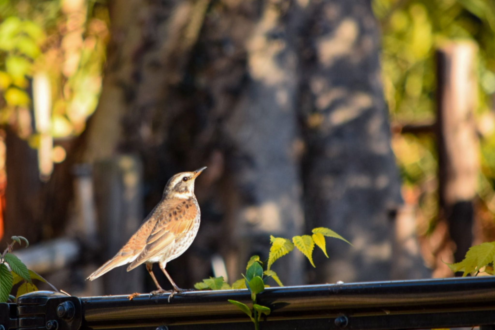 善福寺公園 ツグミの写真 by naturedrop