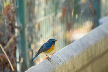 Red-flanked Bluetail 狭山湖 Sat, 1/9/2021