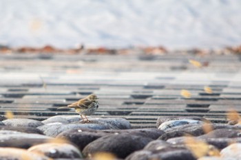 Water Pipit 狭山湖 Sat, 1/9/2021