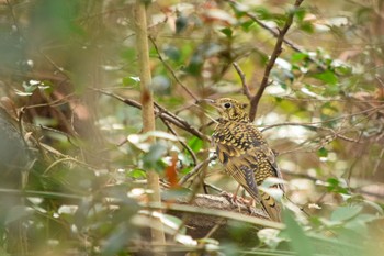 White's Thrush オオタカの森 Wed, 12/30/2020