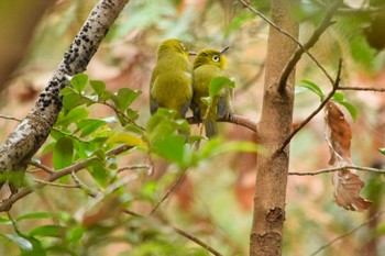 Warbling White-eye オオタカの森 Wed, 12/30/2020