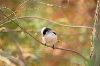 Long-tailed Tit オオタカの森 Wed, 12/30/2020