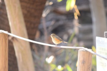 Red-flanked Bluetail オオタカの森 Sun, 1/10/2021